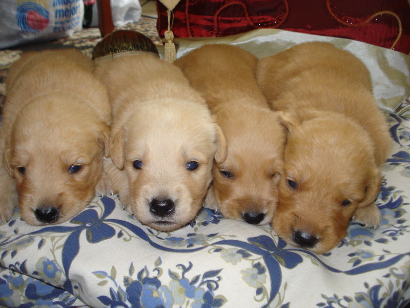800px--babiesgolden