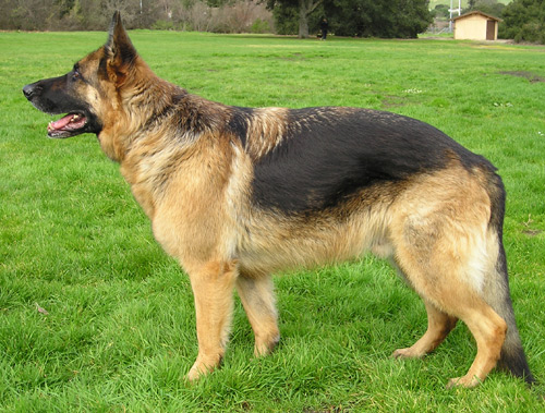 GermanShep1_wb