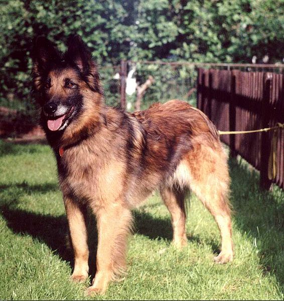 566px-Belgian_Shepherd_Tervuren