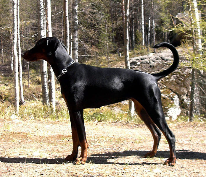 696px-Dobermann